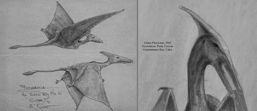 Two sketches of living pterosaurs
