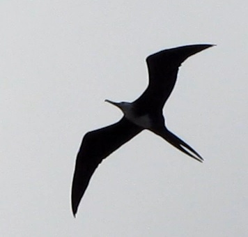 frigatebird in the Caribbean